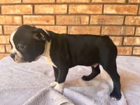 Bodacious, a male Boston Terrier for sale in Amarillo, TX – 3 of 9