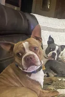 Flex, a male Boston Terrier for sale in Amarillo, TX – 5 of 9