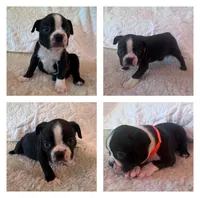 Bodacious, a male Boston Terrier for sale in Amarillo, TX – 4 of 9