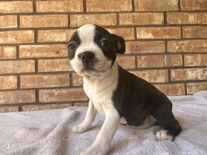 Emmeline – Boston Terrier puppy on hold in Amarillo, TX