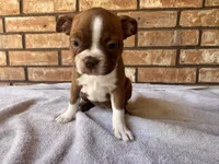 Flex, a male Boston Terrier for sale in Amarillo, TX – 2 of 9