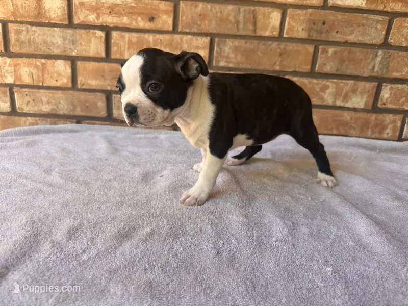 Adelaide – Boston Terrier puppy for sale in Amarillo, TX