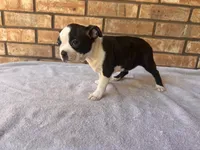 Adelaide, a female Boston Terrier for sale in Amarillo, TX – 1 of 9