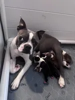 Bodacious, a male Boston Terrier for sale in Amarillo, TX – 6 of 9