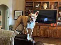 Bodacious, a male Boston Terrier for sale in Amarillo, TX – 7 of 9