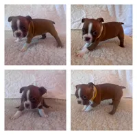 Chiquita, a female Boston Terrier for sale in Amarillo, TX – 4 of 9