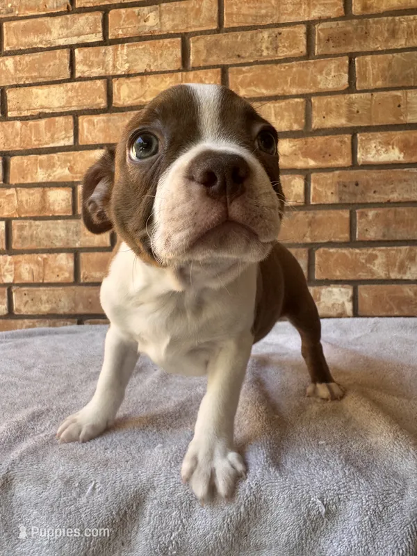 Flex – Boston Terrier puppy for sale in Amarillo, TX