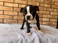 Bodacious, a male Boston Terrier for sale in Amarillo, TX – 2 of 9