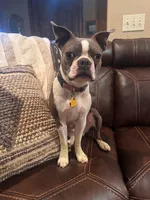 Bodacious, a male Boston Terrier for sale in Amarillo, TX – 9 of 9