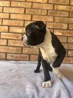 Bodacious, a male Boston Terrier for sale in Amarillo, TX – 1 of 9