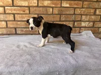 Adelaide, a female Boston Terrier for sale in Amarillo, TX – 3 of 9