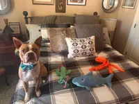 Flex, a male Boston Terrier for sale in Amarillo, TX – 9 of 9