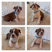 Flex, a male Boston Terrier for sale in Amarillo, TX – 4 of 9