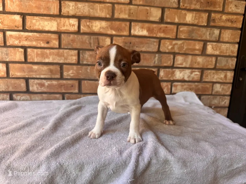 Flex – Boston Terrier puppy for sale in Amarillo, TX