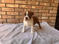 Flex, a male Boston Terrier for sale in Amarillo, TX – 1 of 9