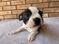 Adelaide, a female Boston Terrier for sale in Amarillo, TX – 2 of 9