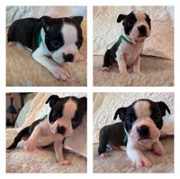 Adelaide, a female Boston Terrier for sale in Amarillo, TX – 4 of 9