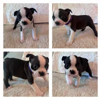 Emmeline, a female Boston Terrier for sale in Amarillo, TX – 4 of 9