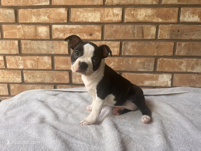 Adelaide – Boston Terrier puppy for sale in Amarillo, TX