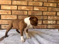 Flex, a male Boston Terrier for sale in Amarillo, TX – 3 of 9