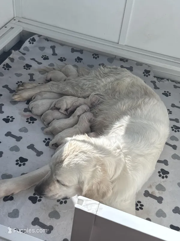 2nd pick female AKC/OFA/Health Teasted