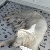 3rd pick female AKC/OFA/Health tested, a female English Cream Golden Retriever for sale in Tampa, FL – Photo 2 of 3