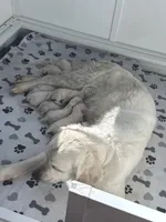 2nd pick female AKC/OFA/Health Teasted, a female English Cream Golden Retriever for sale in Tampa, FL – Photo 1 of 2