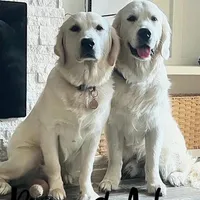 3rd pick female AKC/OFA/Health tested, a female English Cream Golden Retriever for sale in Tampa, FL – Photo 3 of 3