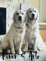 2nd pick female AKC/OFA/Health Teasted, a female English Cream Golden Retriever for sale in Tampa, FL – Photo 2 of 2