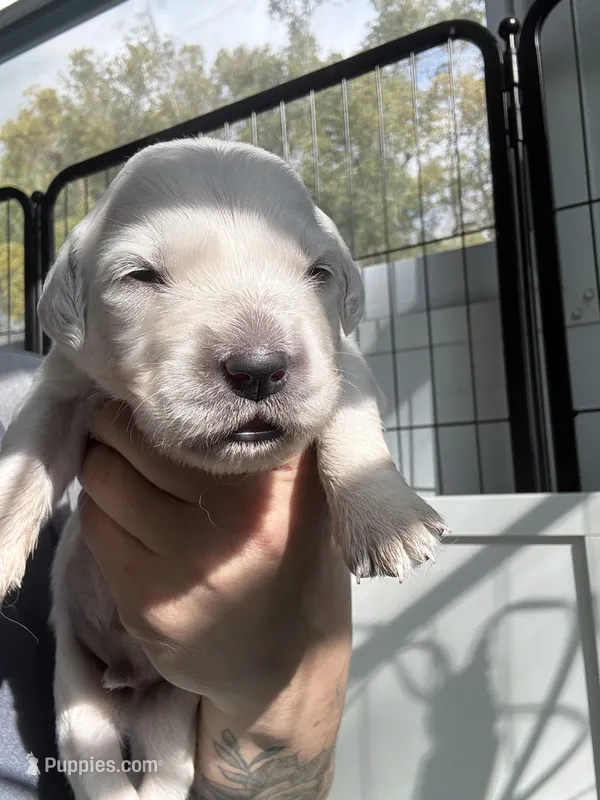 female AKC/OFA/Health tested, a female English Cream Golden Retriever for sale in Tampa, FL – Photo 1 of 3