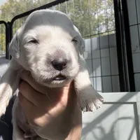 3rd pick female AKC/OFA/Health tested, a female English Cream Golden Retriever for sale in Tampa, FL – Photo 1 of 3