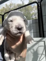 female AKC/OFA/Health tested, a female English Cream Golden Retriever for sale in Tampa, FL – Photo 1 of 3