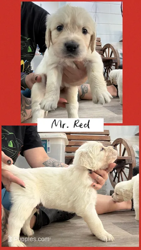 Mr. Red AKC/OFA health tested – English Cream Golden Retriever puppy for sale in Tampa, FL