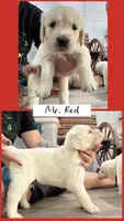 Mr. Red AKC/OFA health tested, a male English Cream Golden Retriever for sale in Tampa, FL – Photo 1 of 2