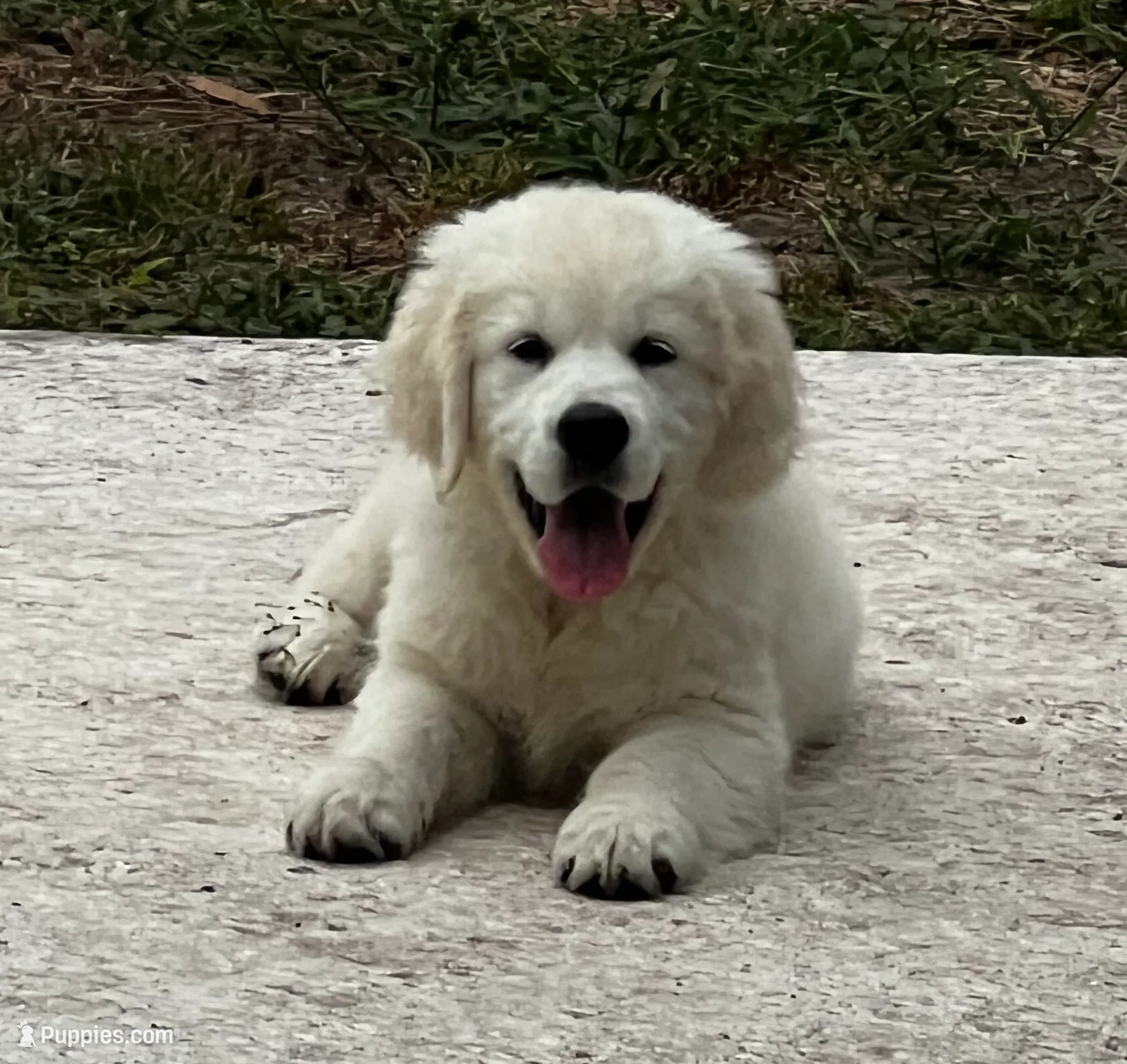 AKC/OFA cleared parents Litter