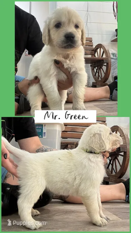 Mr. Green AKC/OFA health tested  – English Cream Golden Retriever puppy for sale in Tampa, FL