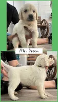 Mr. Green AKC/OFA health tested , a male English Cream Golden Retriever for sale in Tampa, FL – Photo 1 of 2