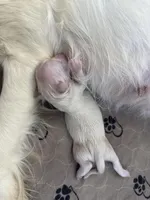 3rd Male pick AKC/OFA/Health tested, a male English Cream Golden Retriever for sale in Tampa, FL – Photo 1 of 2