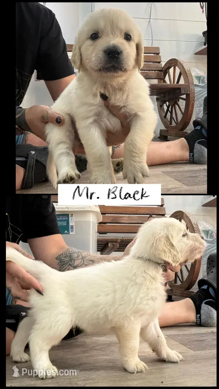 Mr. Black AKC/OFA/Health tested  – English Cream Golden Retriever puppy for sale in Tampa, FL