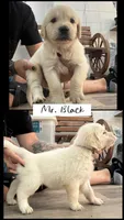 Mr. Black AKC/OFA/Health tested , a male English Cream Golden Retriever for sale in Tampa, FL – Photo 1 of 2