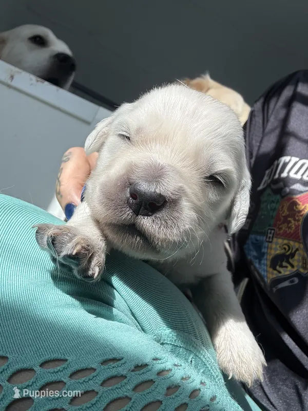 Male AKC/OFA/Health tested, a male English Cream Golden Retriever for sale in Tampa, FL – Photo 1 of 3