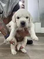 3rd male pick parents AkC/OFA/Health tested, a male English Cream Golden Retriever for sale in Tampa, FL – Photo 3 of 6