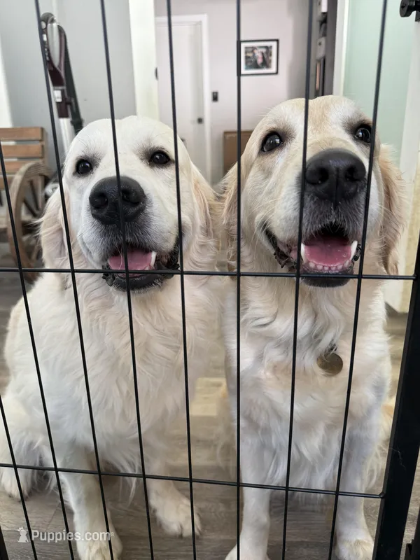 3rd male pick parents AkC/OFA/Health tested – English Cream Golden Retriever puppy for sale in Tampa, FL