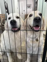 2nd male pick parents AkC/OFA/genetic tested, a male English Cream Golden Retriever for sale in Tampa, FL – Photo 2 of 2