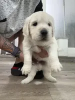 3rd male pick parents AkC/OFA/Health tested, a male English Cream Golden Retriever for sale in Tampa, FL – Photo 4 of 6