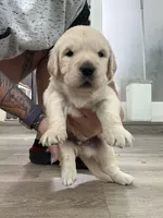 3rd male pick parents AkC/OFA/Health tested, a male English Cream Golden Retriever for sale in Tampa, FL – Photo 6 of 6
