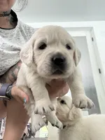 3rd male pick parents AkC/OFA/Health tested, a male English Cream Golden Retriever for sale in Tampa, FL – Photo 5 of 6