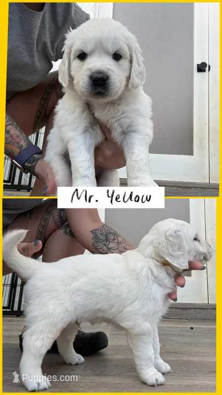 Mr. Yellow AKC parents/OFA/Health tested – English Cream Golden Retriever puppy for sale in Tampa, FL