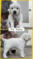 Mr. Yellow AKC parents/OFA/Health tested, a male English Cream Golden Retriever for sale in Tampa, FL – Photo 1 of 3