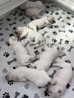 2nd male pick parents AkC/OFA/genetic tested, a male English Cream Golden Retriever for sale in Tampa, FL – Photo 1 of 2